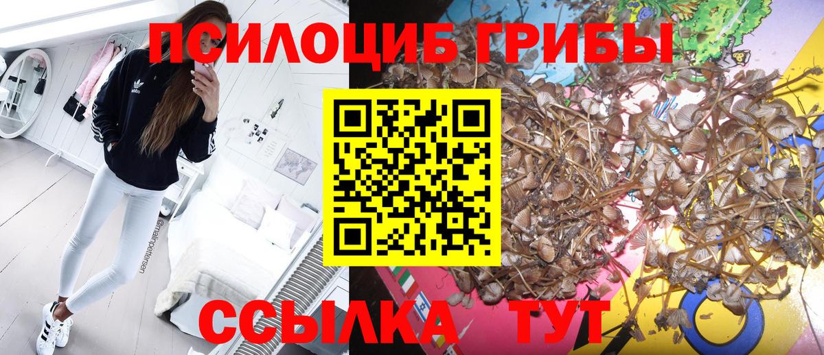 Псилоцибиновые грибы Psilocybe Отрадный